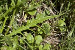 Carolina desert-chicory