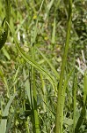 Carolina desert-chicory