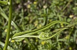 Carolina desert-chicory