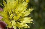 Carolina desert-chicory