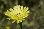 Carolina desert-chicory