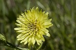 Carolina desert-chicory