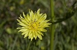 Carolina desert-chicory