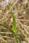 Carolina desert-chicory