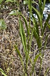 Carolina desert-chicory