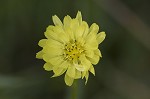 Carolina desert-chicory