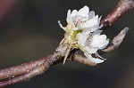 Callery pear