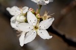 Callery pear