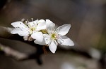 Callery pear