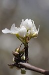 Callery pear