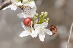 Callery pear