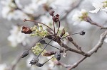 Callery pear