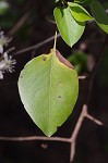 Callery pear