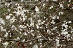 Callery pear