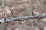 Callery pear