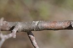 Callery pear