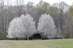 Callery pear