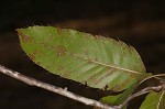 Sawtooth oak