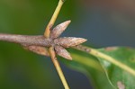 Turkey oak