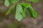 Water oak