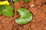 Fig buttercup