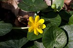 Fig buttercup