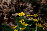 Fig buttercup