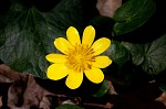 Fig buttercup