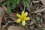 Bristly buttercup