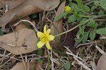 Bristly buttercup