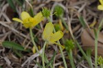 Bristly buttercup