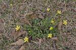 Bristly buttercup