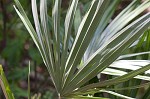 Needle palm