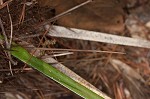 Needle palm