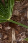 Needle palm