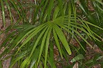 Needle palm