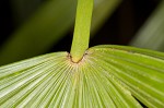 Needle palm