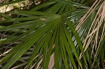 Needle palm