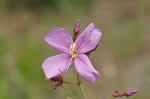 Savannah meadowbeauty