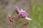 Savannah meadowbeauty