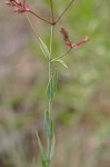 Savannah meadowbeauty