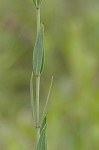 Savannah meadowbeauty