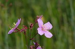 Savannah meadowbeauty