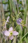 Maryland meadowbeauty