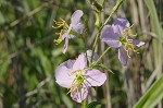 Maryland meadowbeauty