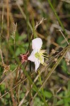 Maryland meadowbeauty