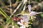 Maryland meadowbeauty