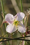 Maryland meadowbeauty