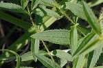 Maryland meadowbeauty