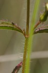 Maryland meadowbeauty